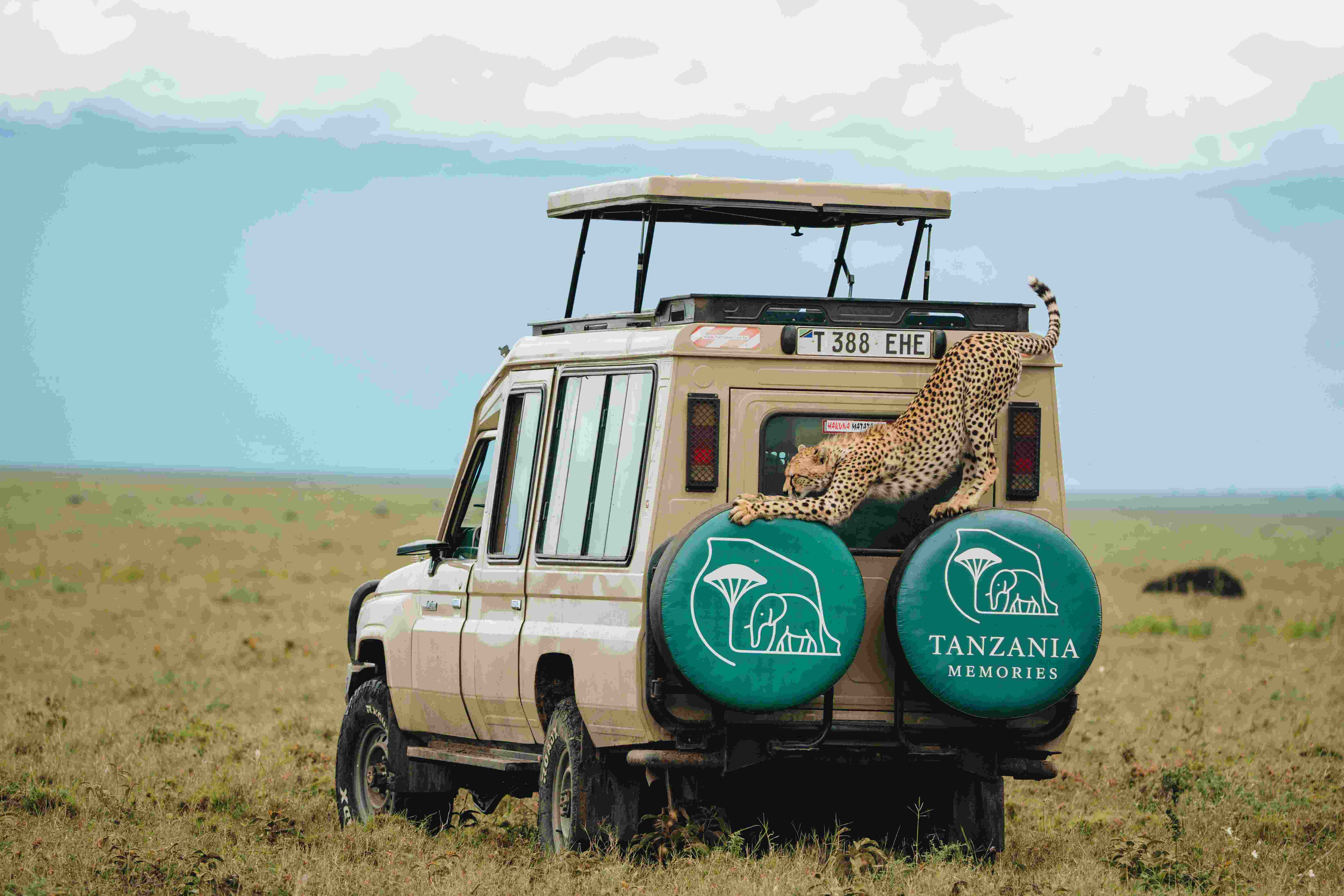 Serengeti Awaits: A Journey into the Heart of Tanzania's Wild Beauty